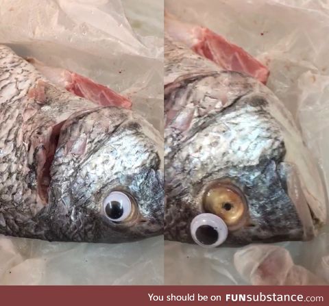 Fish store was shutdown for using google eyes to make fish look more fresh!