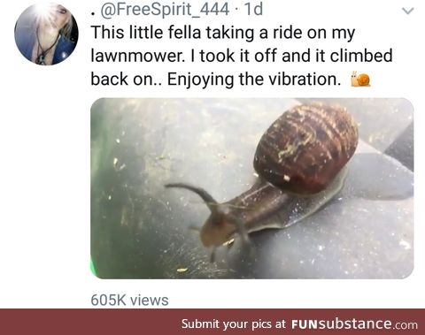 Snail