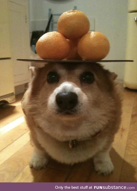 Perfectly balanced doggo