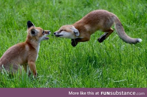 Happy foxes