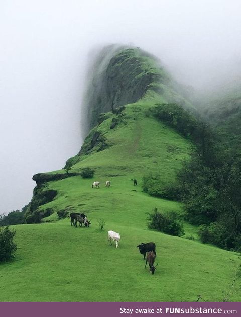 Dream place for cows