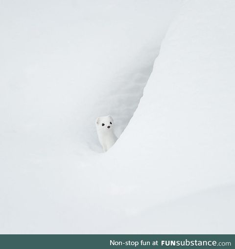 An Arctic Ermine in the Snow