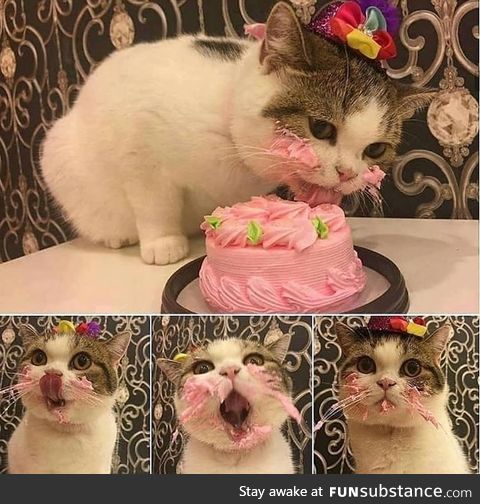 Cat enjoying her bday cake