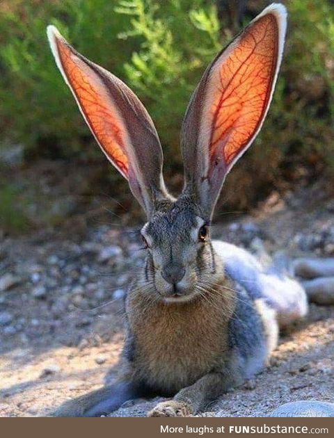 My, what big ears you have