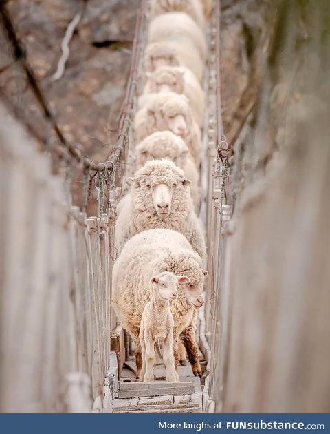 This little lamb stopped the march of an endless line of sheep