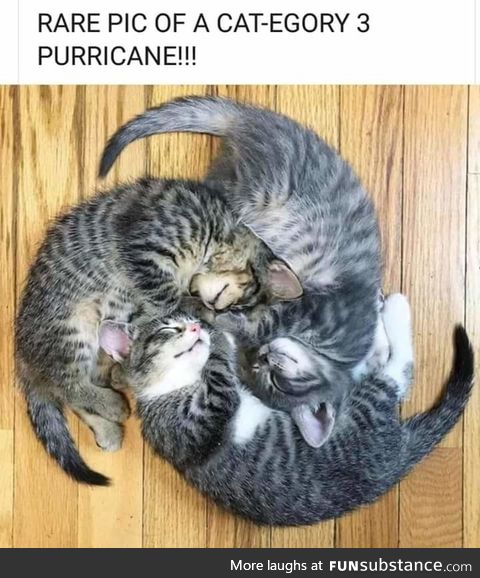 Purricane cat 3