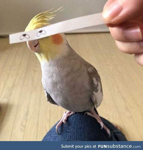 This birb