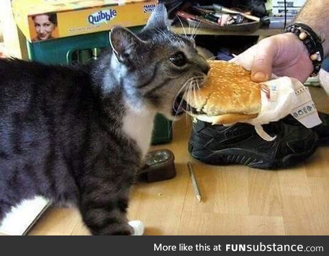 I really can haz cheese burger