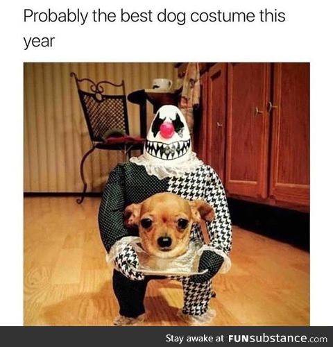 Best dog custome