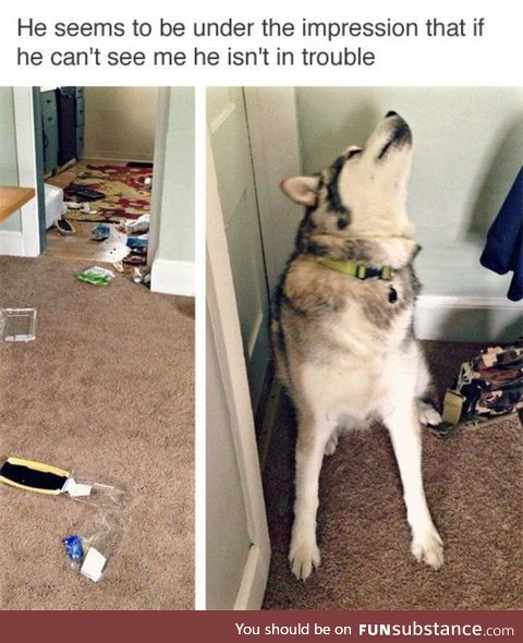 Husky troubles