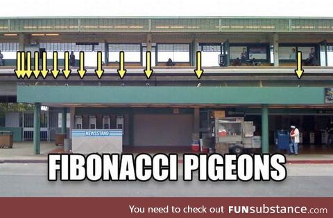 These pigeons