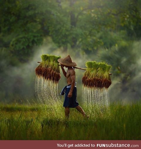 Rice farmer