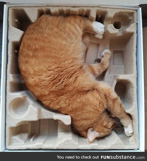 Cat fits packaging perfectly