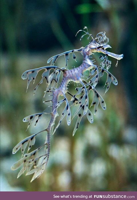 Life in the sea is different and interesting