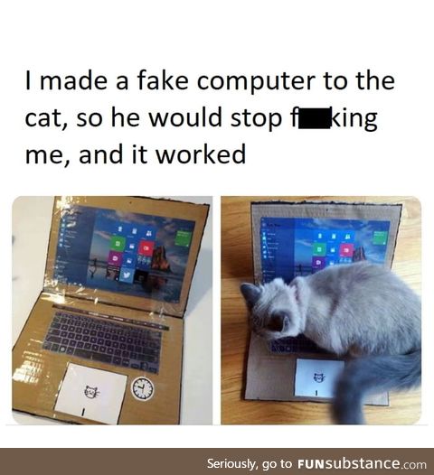 Damn cat, you lose