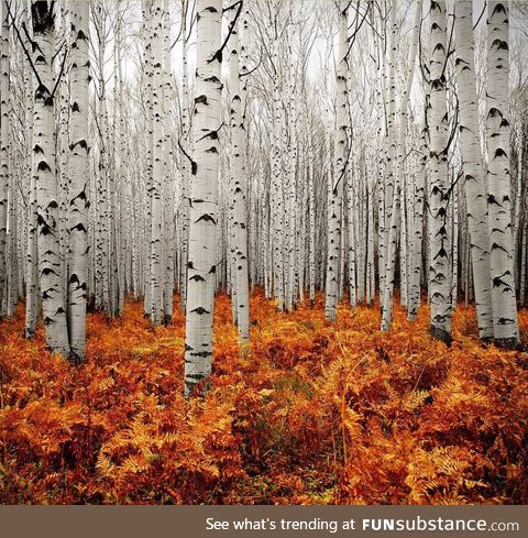 Aspen Trees in Colorado