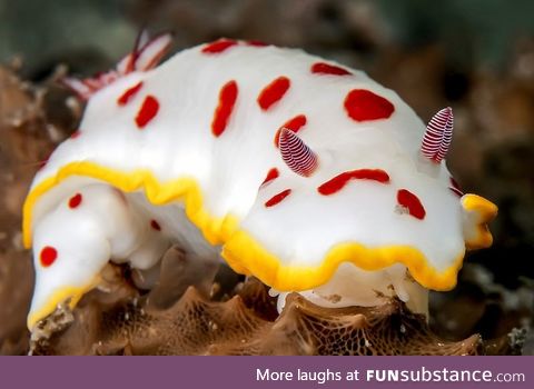 Punk rock sea slug spotted in Australi