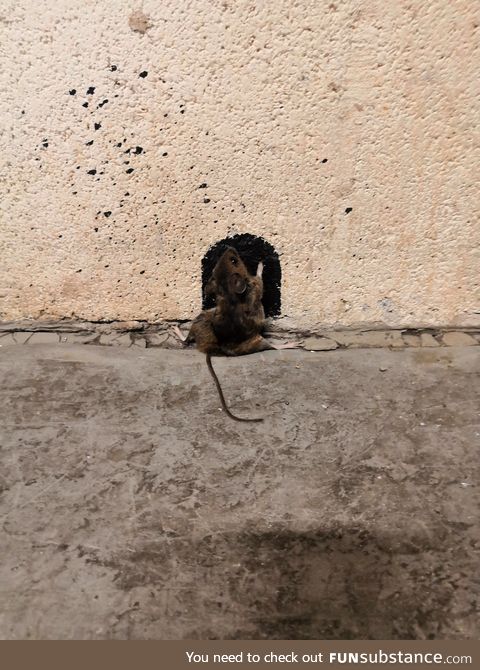 Mouse runs into drawn hole. Fail