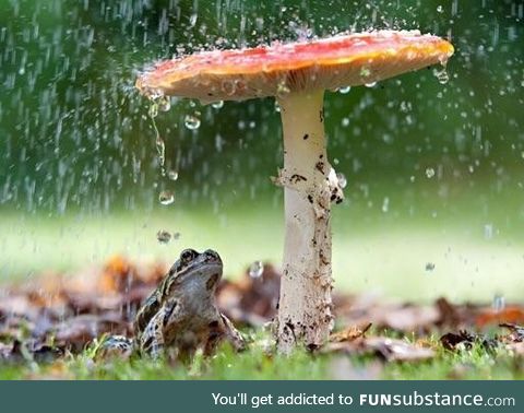 Amazing frog umbrella!