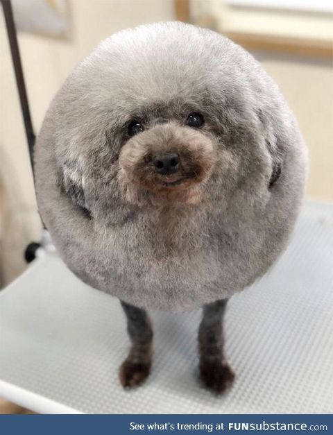 Best haircut a dog could ever want!