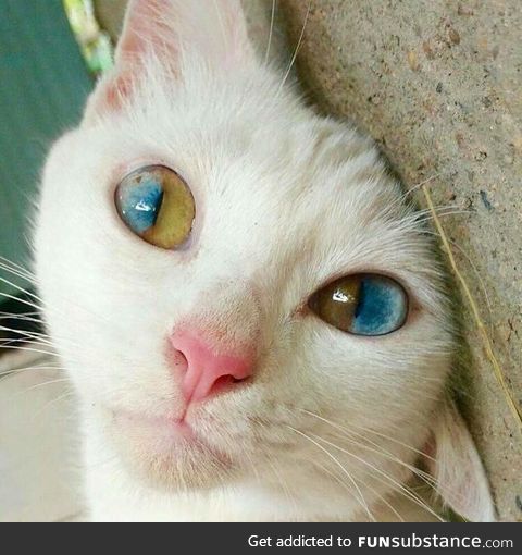 This cats eyes