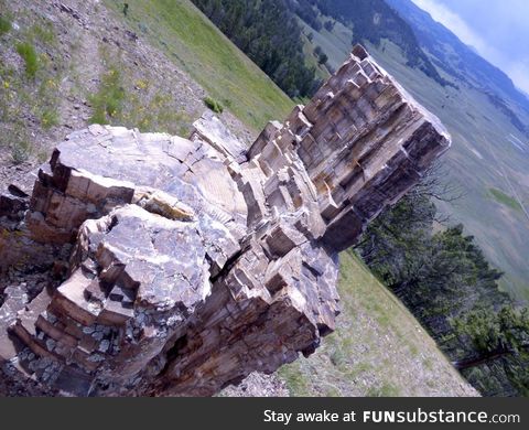 50 million year old "tree" in Yellowstone