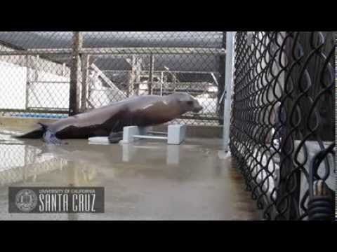 This Sea Lion is able to keep to a beat of music