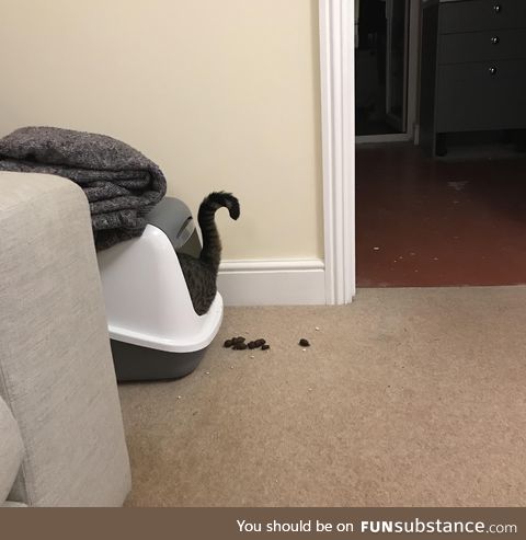 Cat using a litter box