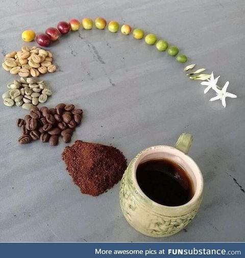 Life cycle of a coffee