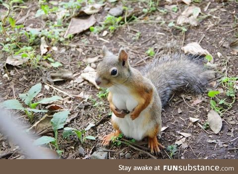 When a squirrel got better cleavage than you