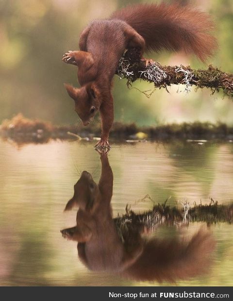 Squirrel touching water by Marco Tonetti