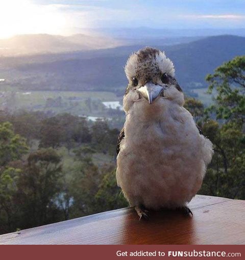 Happy kookaburra