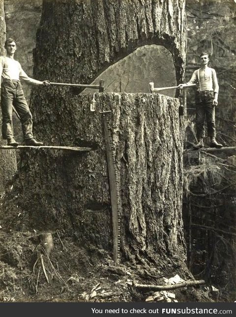 Two lumberjacks and a big tree in the Pacific Northwest 1915