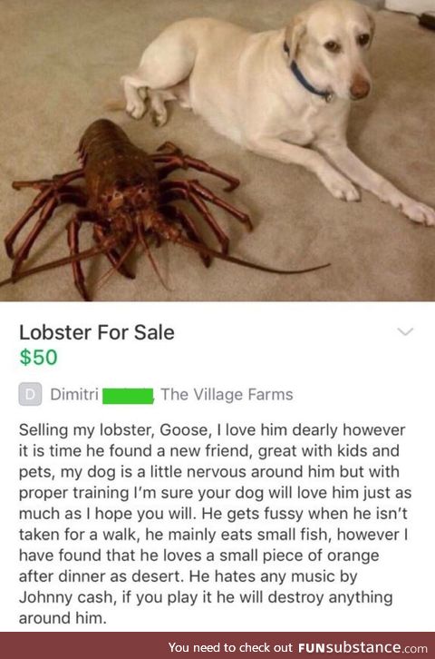 Lobster pet for sale