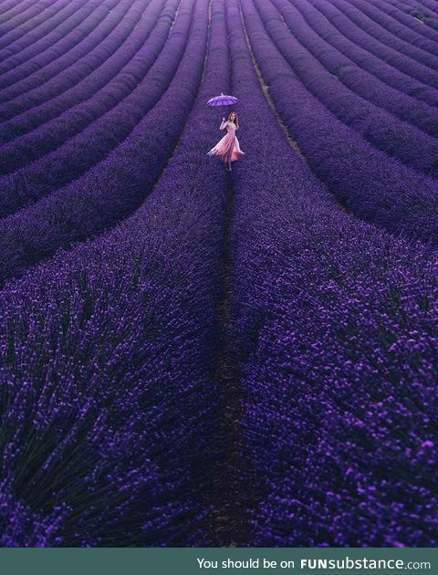 Lavender Bloom in France