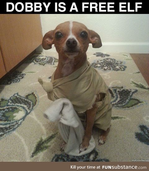 DOBBY IS FREE