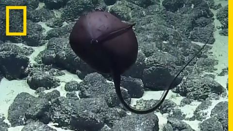 Nerding-Out to a Gulper Eel Unhinging Jaw