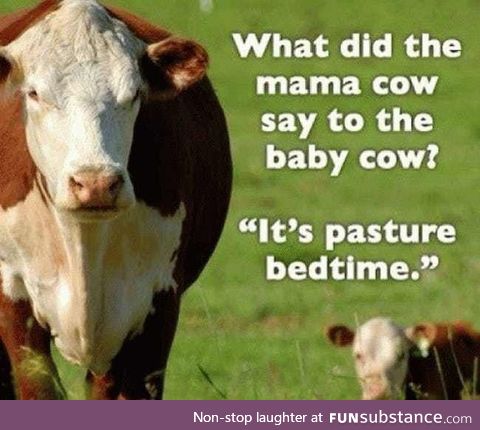 Cow pun