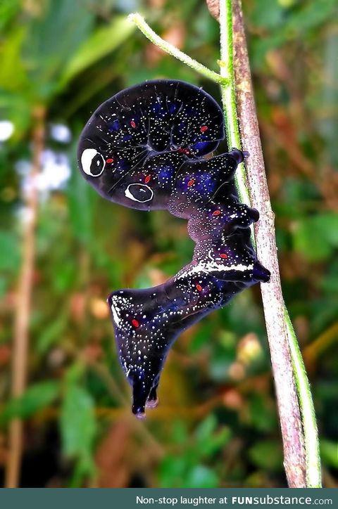 Cosmic moth caterpillar :O