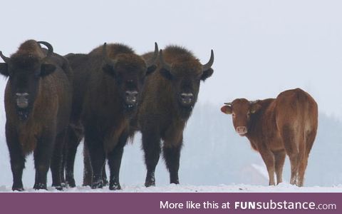 A cow escaped from a farm is adopted by a herd of bison in Poland