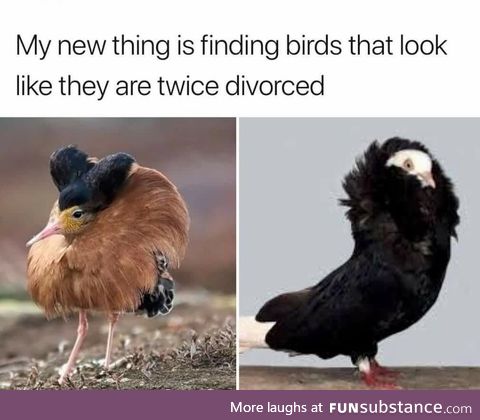 Fancy fowl