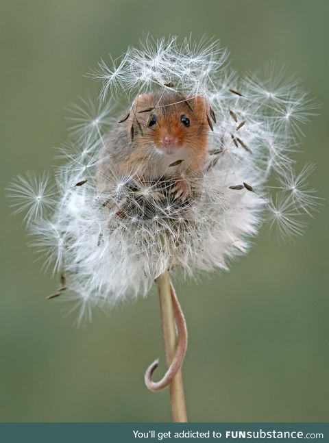 Harvest mouse