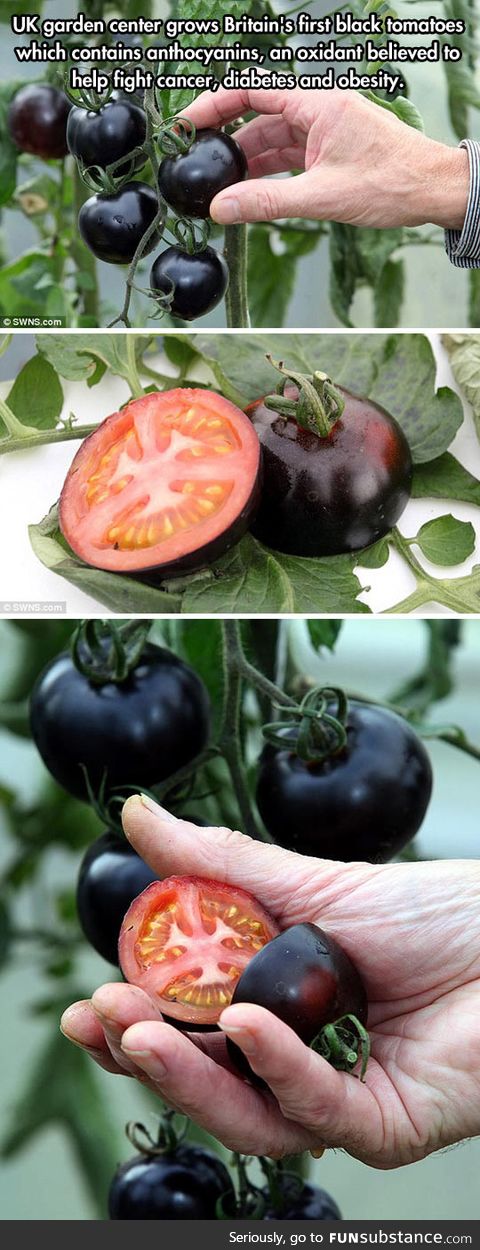 Dark tomatoes