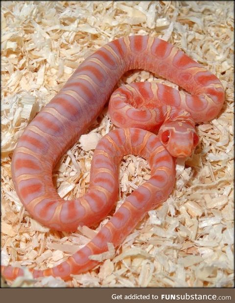 Albino snek with no scales