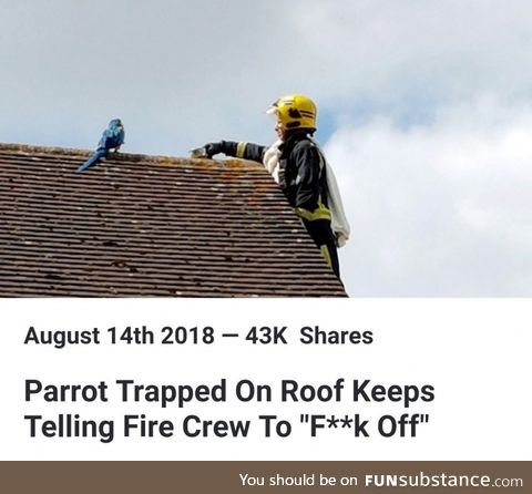 Funny parrot