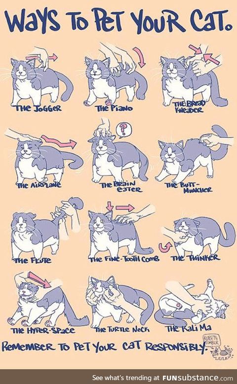 How to pet your cat