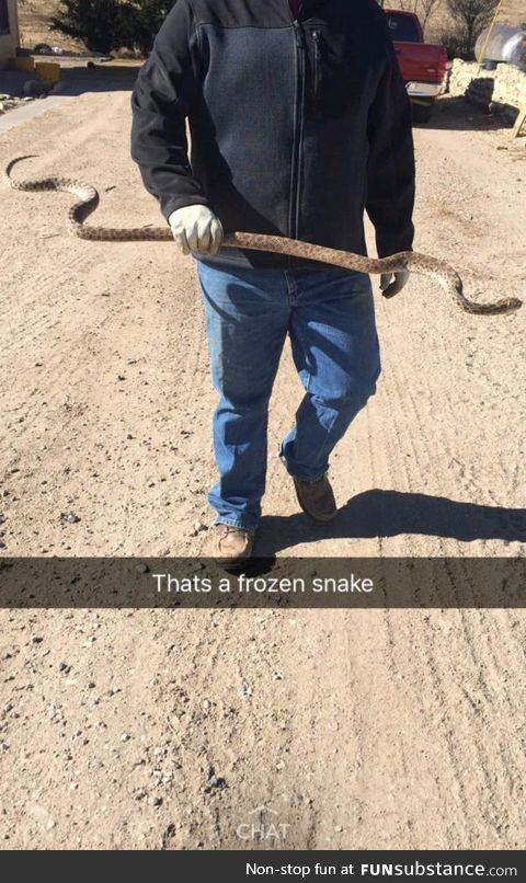 When it gets a bit too chilly at night and a snake gets frozen