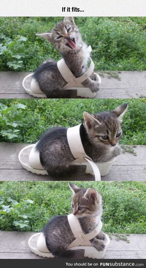 Kitty fits in shoe