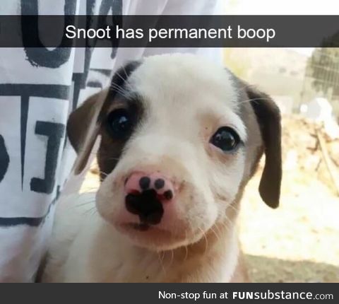 Permanent boop