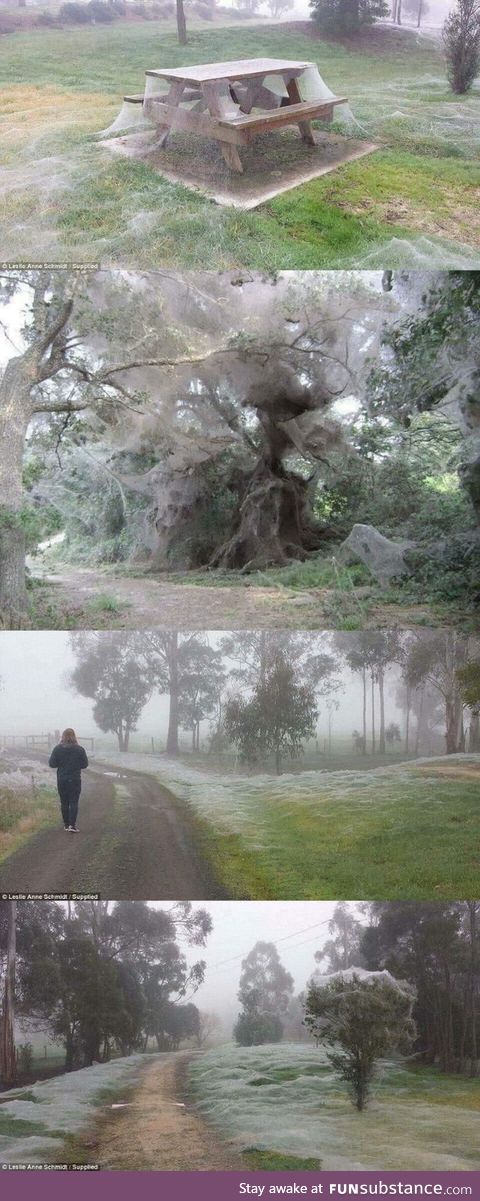 Meanwhile in Australia, Spider Season is here